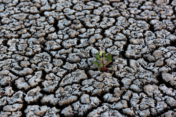Life concept, Green sprout growing in the broken desert soil
