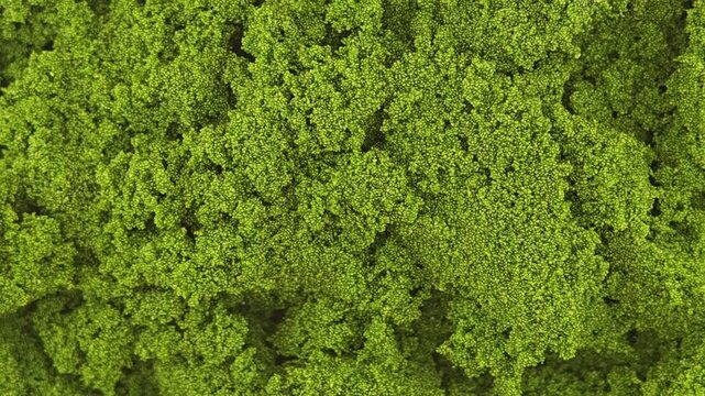 Wolffia globosa or swamp algae or water meal. Super food.