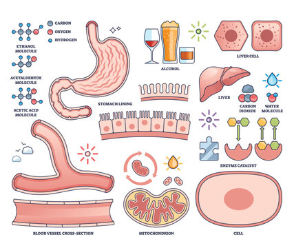 Alcohol metabolism is shown with stomach, liver, and molecular structures, illustrating how alcohol is processed in the body. Outline style collection