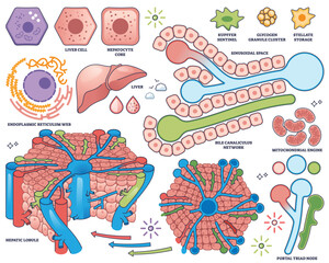 Liver cells are shown with key structures like hepatic lobule, bile canaliculi, and mitochondria, illustrating liver function. Outline style collection