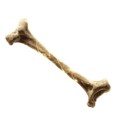 Luminous Bone Structure Intricate Network of Human Bone Anatomy