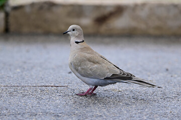 Türkentaube // Collared dove (Streptopelia decaocto)
