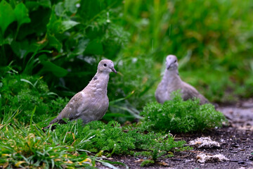 T&uuml;rkentaube // Collared dove (Streptopelia decaocto)