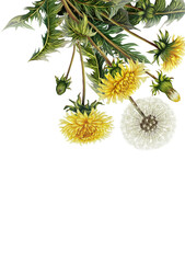 Frame template with branch of dandelions in watercolor illustration style. Botanical floral banner. Invitation with wildflowers. Card with medicinal plants