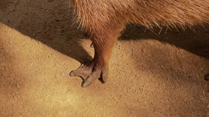Close up of capybara is foot.