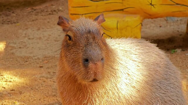 Relaxed capybara resting calmly outdoors.