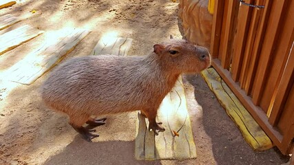 Relaxed capybara resting calmly outdoors.