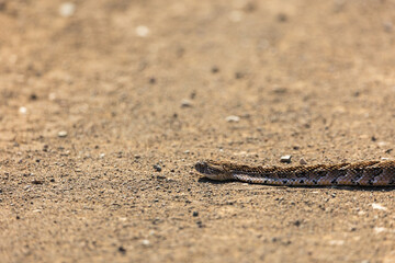 a puff adder snake on the road