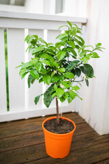Healthy Green Plant Orange Pot