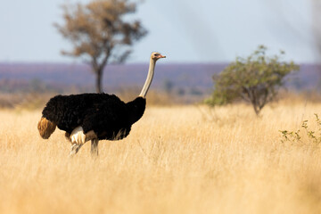a male ostrich on the move