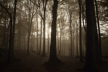 Obraz premium Sunlight filtering through a misty forest