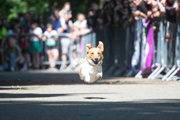 Dog agility competition.