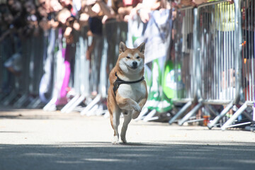 Dog agility competition.