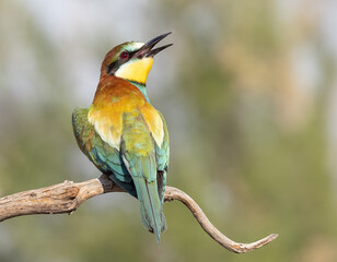 European BeeEater on branch