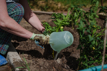 A woman watering tomato seedlings. Fertilizing seedlings.