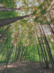 Sentier forestier verdoyant. Sentier de randonnée en forêt en été. Paysage avec arbres et...