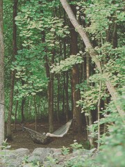 Hamac dans un parc boisé, en forêt. Paysage d'été.