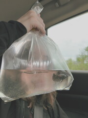 Une jeune femme dans une voiture avec un poisson dans un sac en plastique. Gros plan.