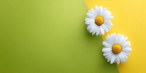 Minimal floral background with two daisies on yellow and green for spring branding and product design.