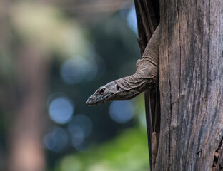 Bengal Monitor Lizard illustration, beautiful high resolution background, hd stock photo  
