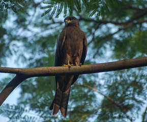 Black kite bird illustration, beautiful bird high resolution background, hd bird stock photo 
