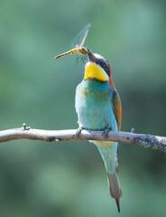 European bee-eater, merops apiaster. A bird sits on a branch with a dragonfly in its beak