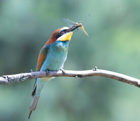 European bee-eater, merops apiaster. A bird catches a dragonfly, holds it in its beak