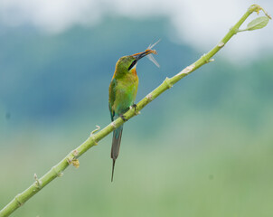 Blue tailed bee eater bird illustration, beautiful bird high resolution background, hd bird stock...
