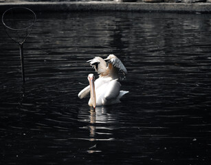Great white pelican (Pelecanus onocrotalus) enjoying in a lake