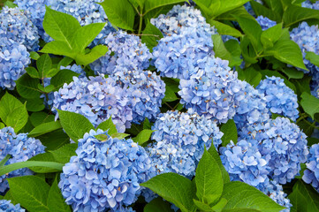 公園の満開の青いアジサイの花