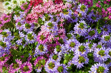 公園に咲いたサン・クレールの花