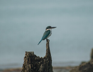 Collared kingfisher bird illustration, beautiful bird high resolution background, hd bird stock photo 
