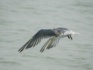 Greater crested tern bird illustration, beautiful bird high resolution background, hd bird stock photo 
