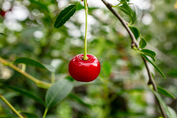Bright red cherry hanging from a green branch surrounded by lush foliage, showcasing the beauty of nature and the vibrant colors of summer fruit