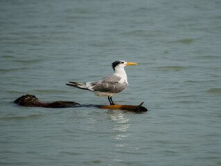 Obraz premium Greater crested tern bird illustration, beautiful bird high resolution background, hd bird stock photo 