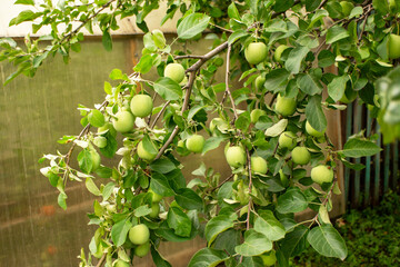 Green apples growing on a tree branch surrounded by lush green leaves, showcasing the natural beauty of fruit development in a garden setting with vibrant foliage