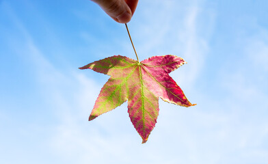 Hand holding vibrant autumn leaf against clear blue sky, showcasing intricate details and colors, symbolizing the beauty of nature and seasonal change