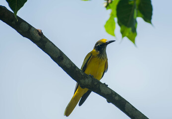Hooded oriole bird illustration, beautiful bird high resolution background, hd bird stock photo 
