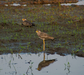 Grey headed lapwing bird illustration, beautiful bird high resolution background, hd bird stock photo 
