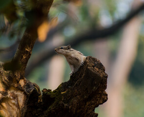 Indian Palm Squirrel illustration, beautiful high resolution background, hd stock photo  
