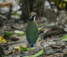 Indian pitta bird illustration, beautiful bird high resolution background, hd bird stock photo 
