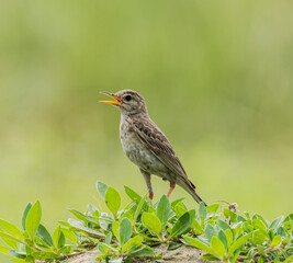 Paddyfield pipit bird illustration, beautiful bird high resolution background, hd bird stock photo 
