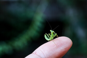 A bright green praying mantis on a black background. A baby green praying mantis is growing brightly in the rainy season, which is the season of new beginnings.