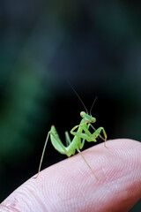 A bright green praying mantis on a black background. A baby green praying mantis is growing brightly in the rainy season, which is the season of new beginnings.