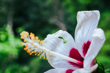 Fototapeta premium A bright green praying mantis on a white flower petal. The baby green praying mantis is growing brightly in the rainy season, which is the season of new beginnings.