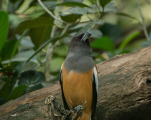 Rufous treepie bird illustration, beautiful bird high resolution background, hd bird stock photo 
