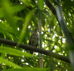 Scaly Thrush bird illustration, beautiful bird high resolution background, hd bird stock photo 
