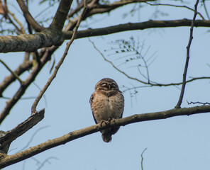Spotted owlet bird illustration, beautiful bird high resolution background, hd bird stock photo 

