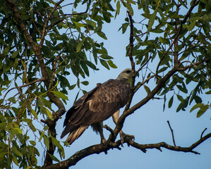 Eagle bird illustration, beautiful bird high resolution background, hd bird stock photo 
