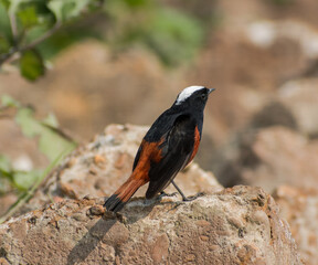 White capped redstart bird illustration, beautiful bird high resolution background, hd bird stock...